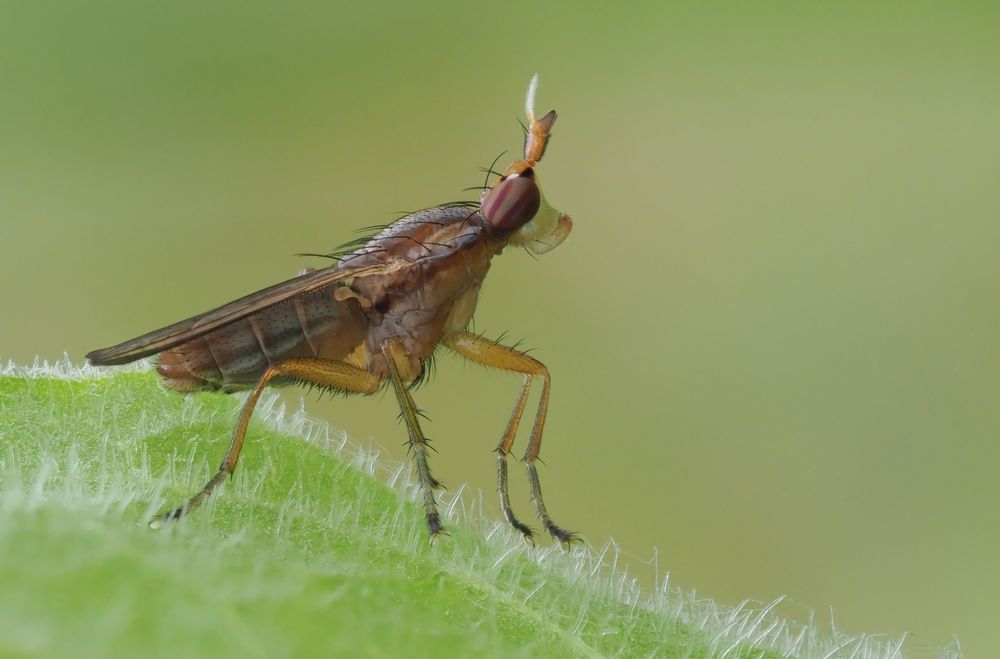 Hornfliege (Limnia unguicornis)