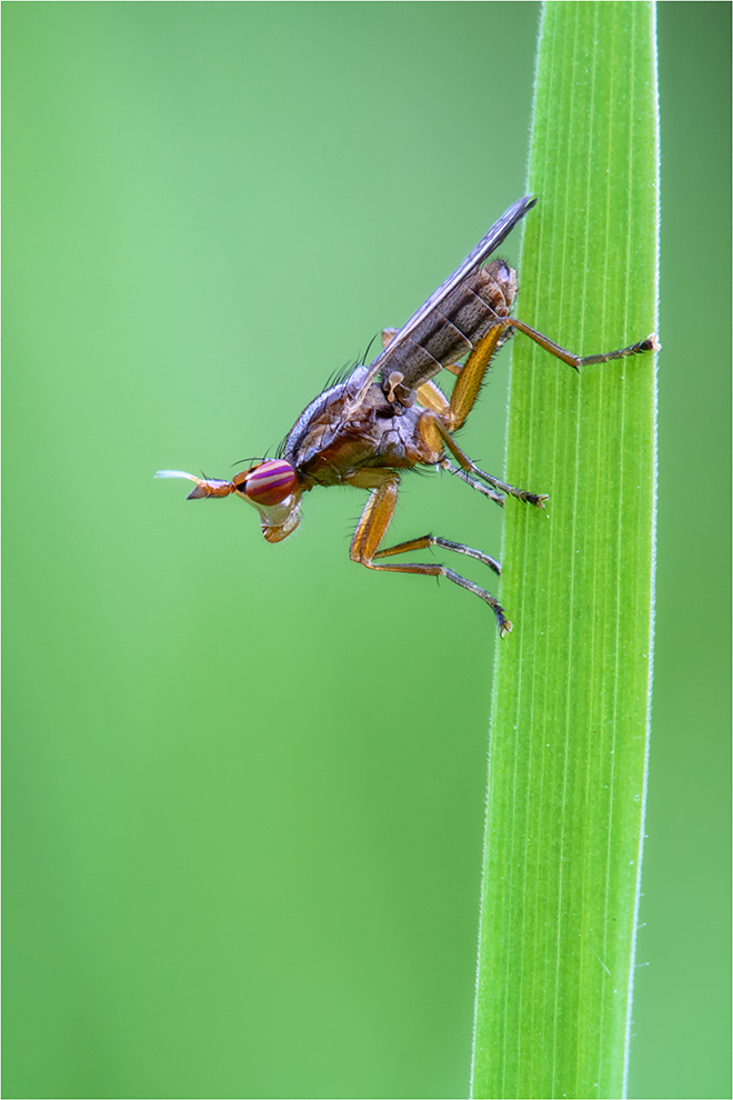 Hornfliege (Limnia unguicornis)