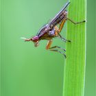 Hornfliege (Limnia unguicornis)