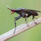 Hornfliege - tolle Augen