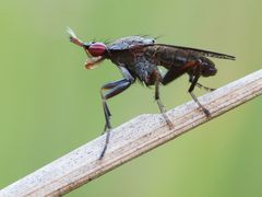 Hornfliege - tolle Augen