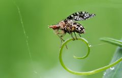 Hornfliege (Trypetrera punctulata) 