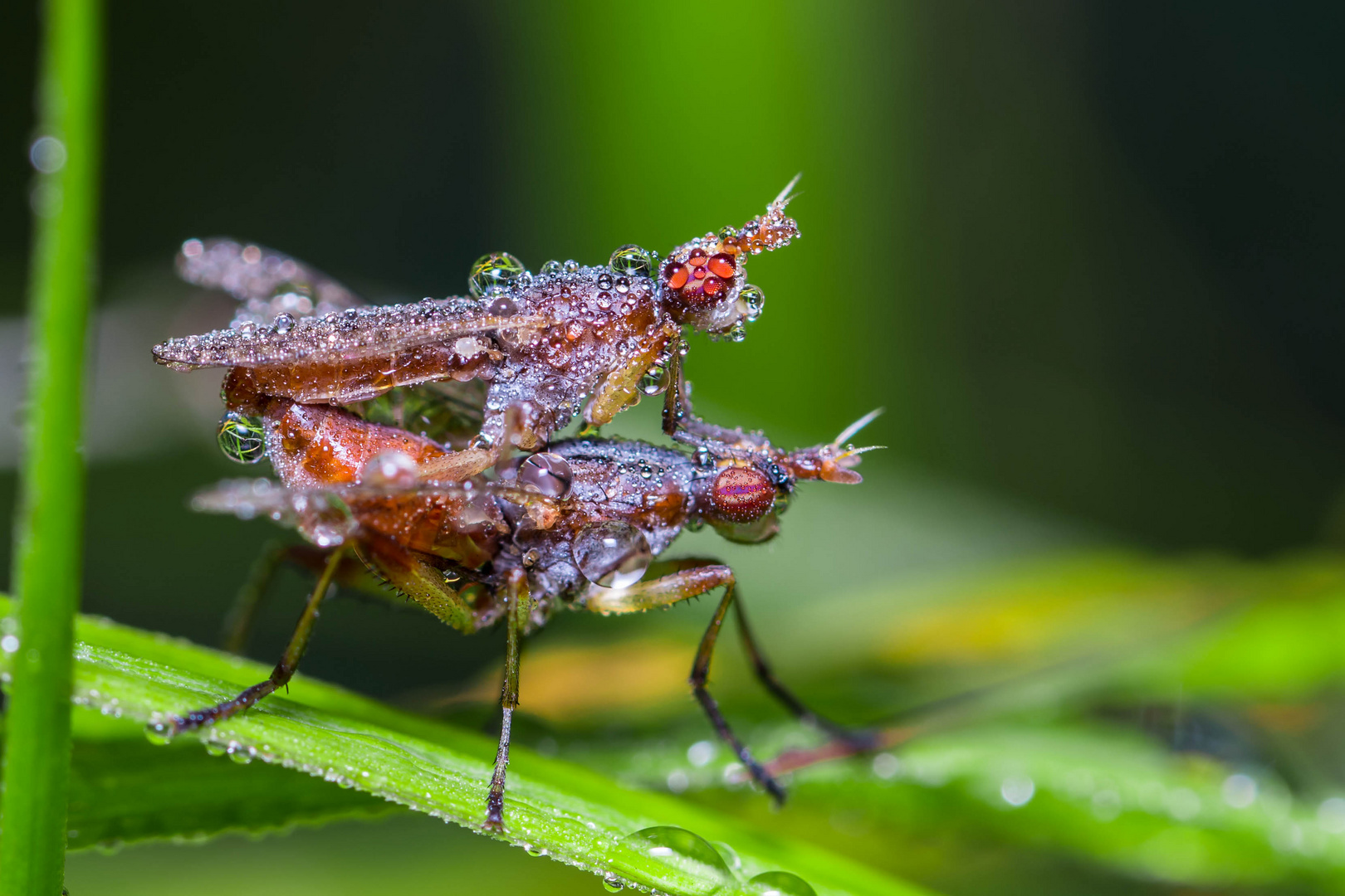 Hornfliegenpaar im Morgentau