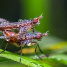 Hornfliegenpaar im Morgentau