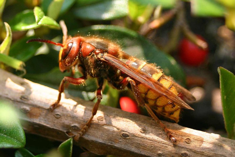 Hornis Balanceakt auf dem Steingarten