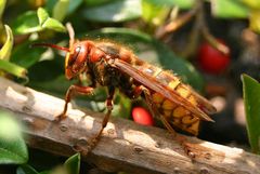 Hornis Balanceakt auf dem Steingarten