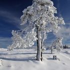 Hornisgrinde-Winter(chen)