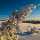 Hornisgrinde Winterstimmung