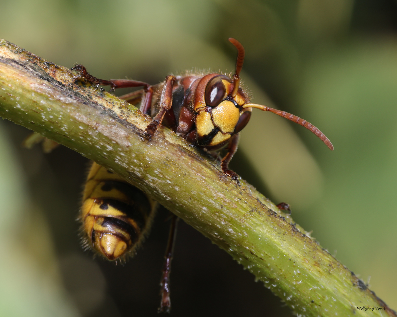 Hornisse Foto & Bild nah & makro, tiere, wildlife Bilder auf