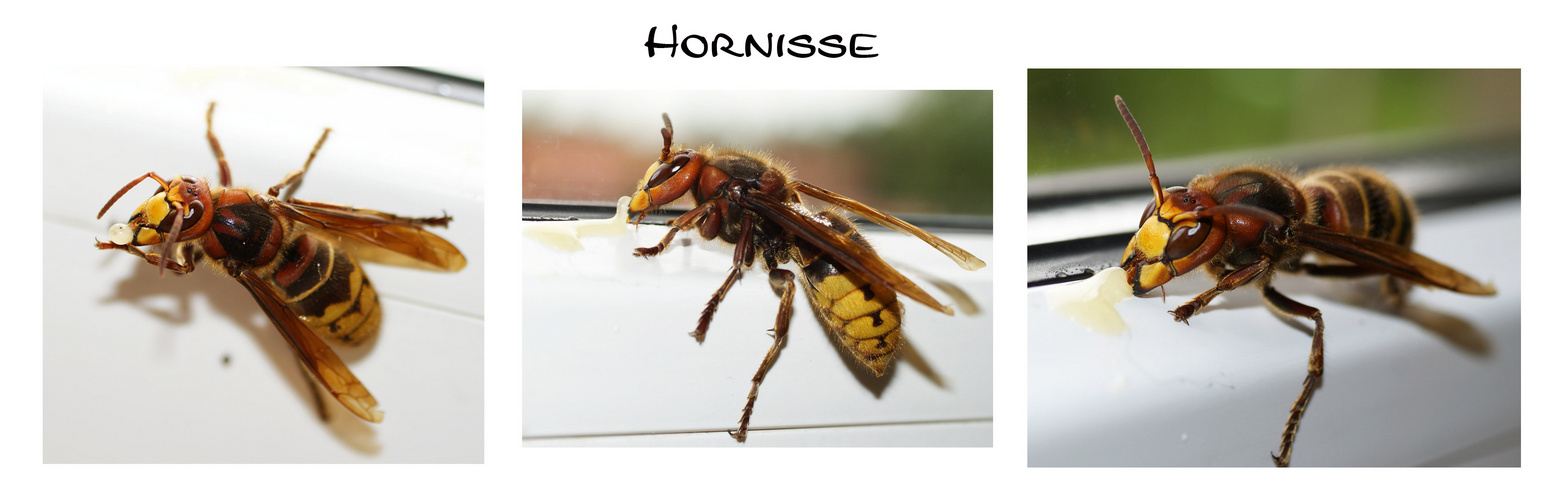 Hornisse