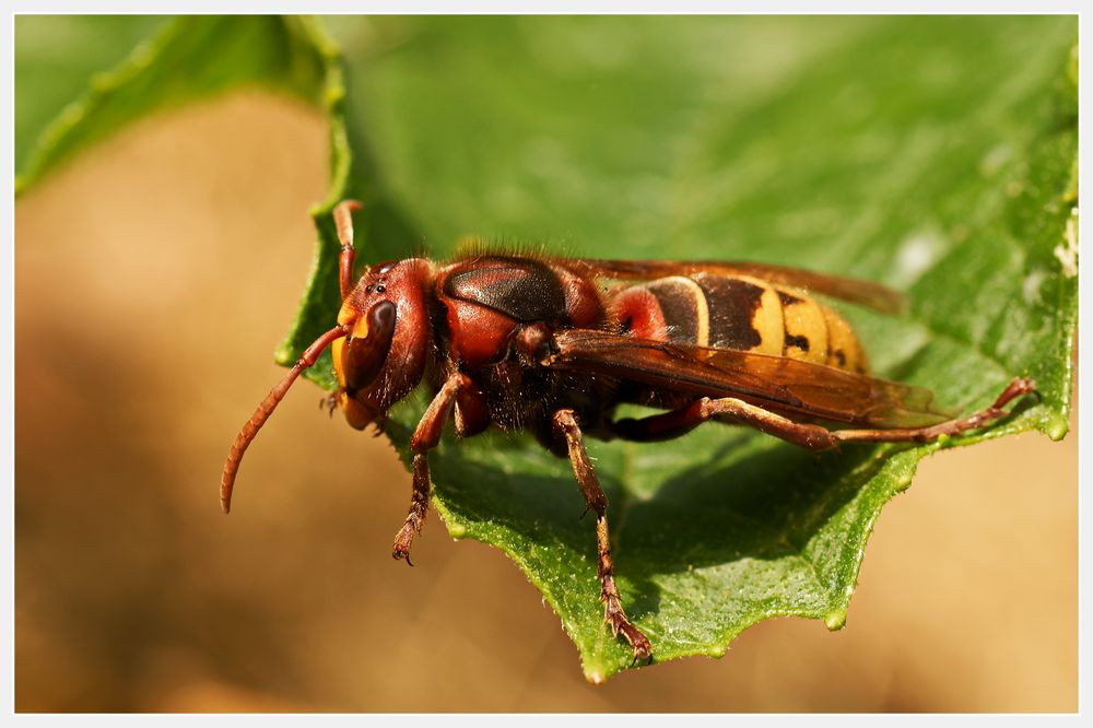 Hornisse Foto & Bild natur, macro, nahaufnahme Bilder auf