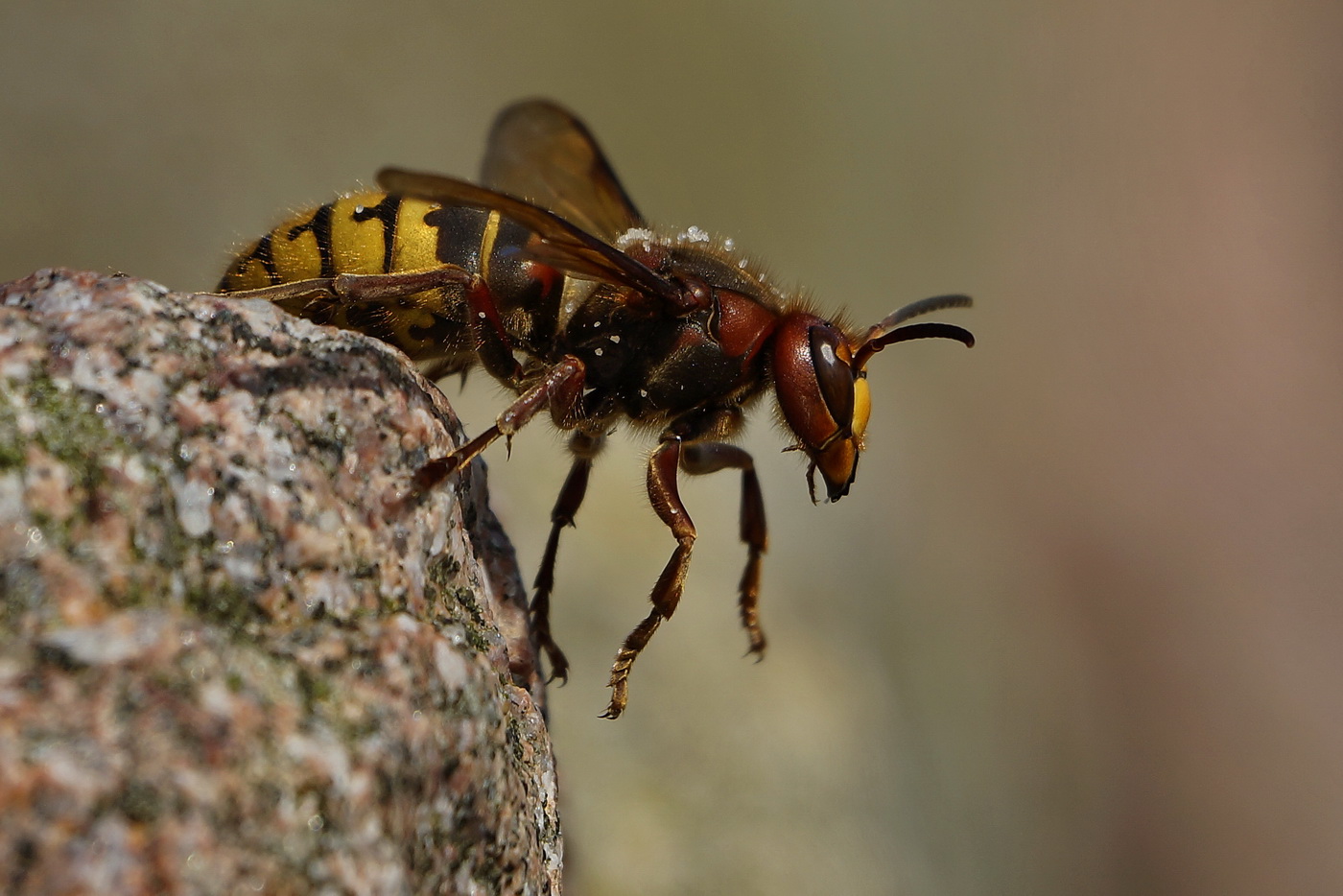 Hornisse Foto & Bild tiere, wildlife, insekten Bilder auf