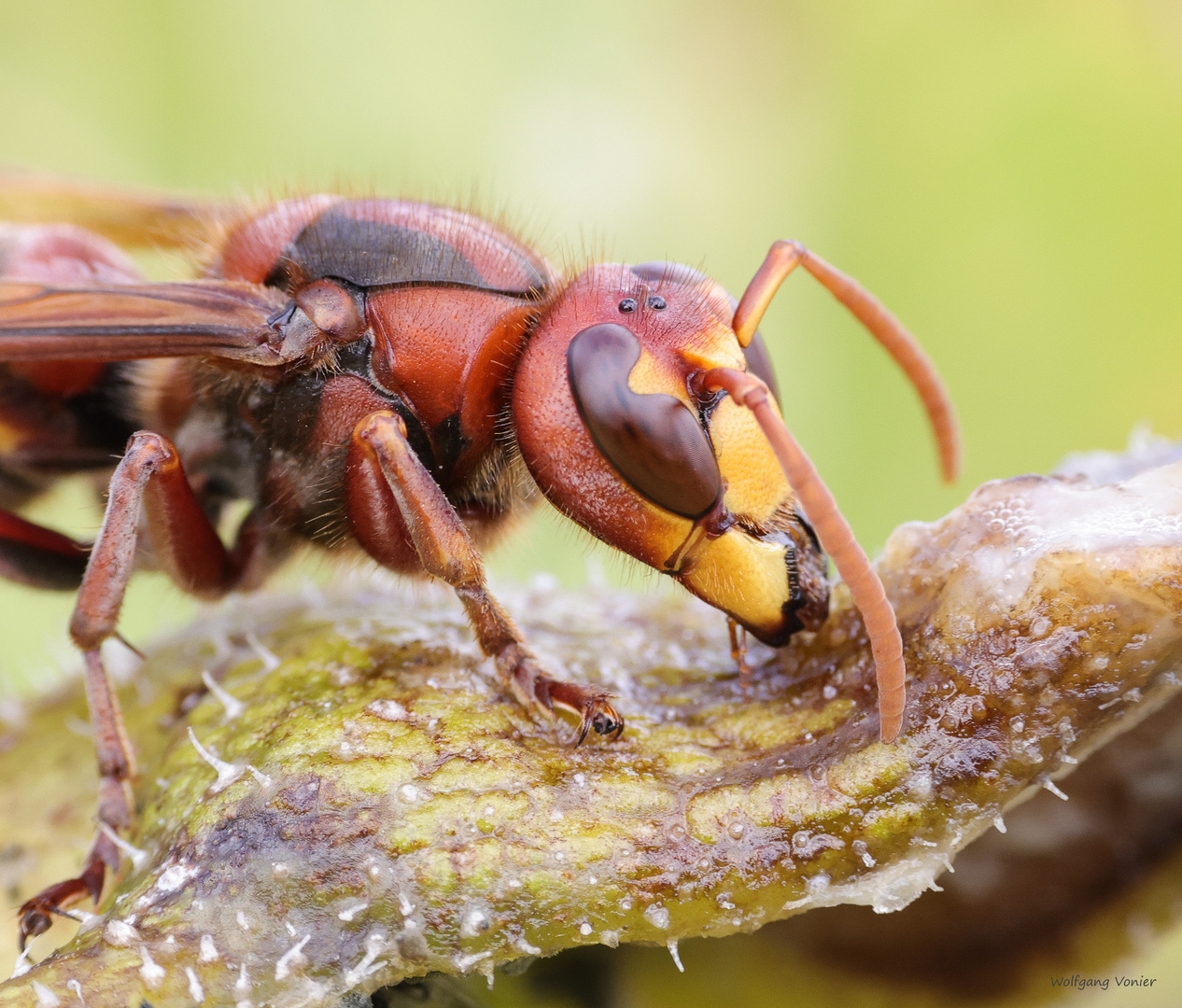 Hornisse Foto & Bild nah & makro, tiere, wildlife Bilder auf