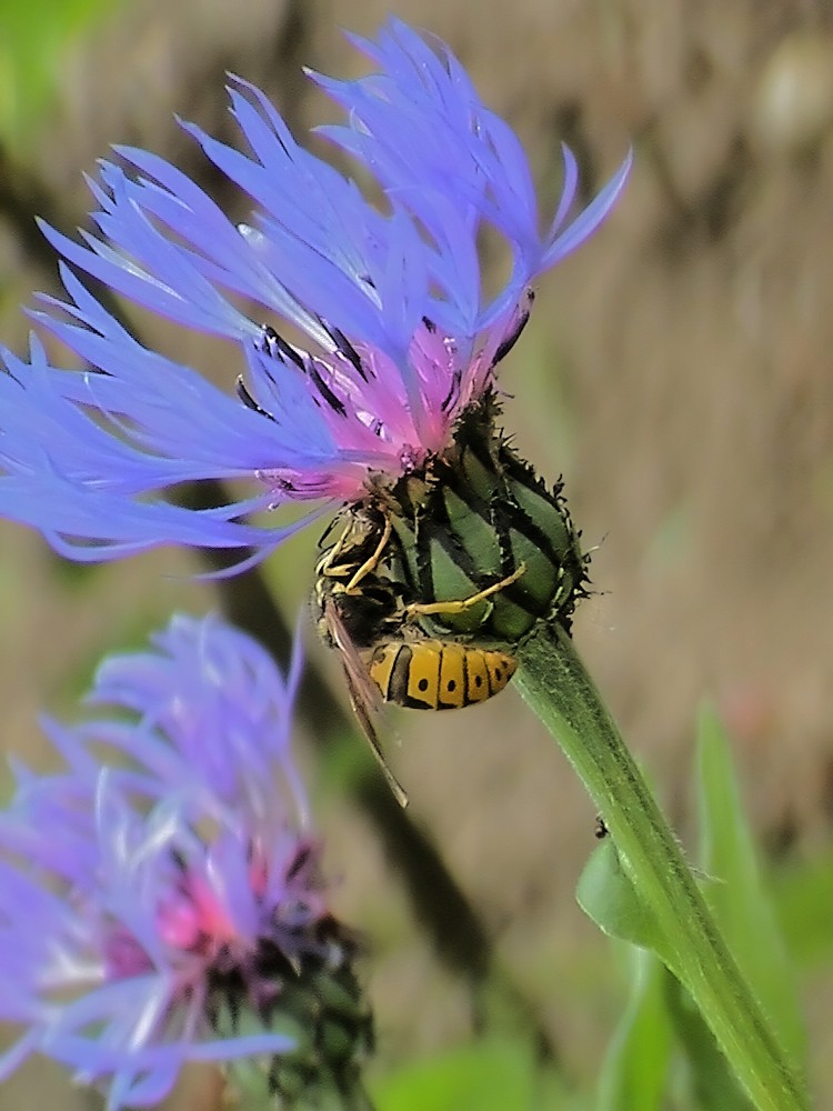 Hornisse als Gast bei einer Kornblume