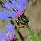 Hornisse als Gast bei einer Kornblume