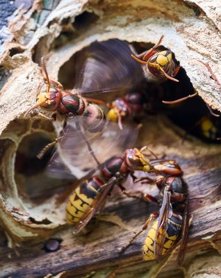 Hornisse als Ventilator