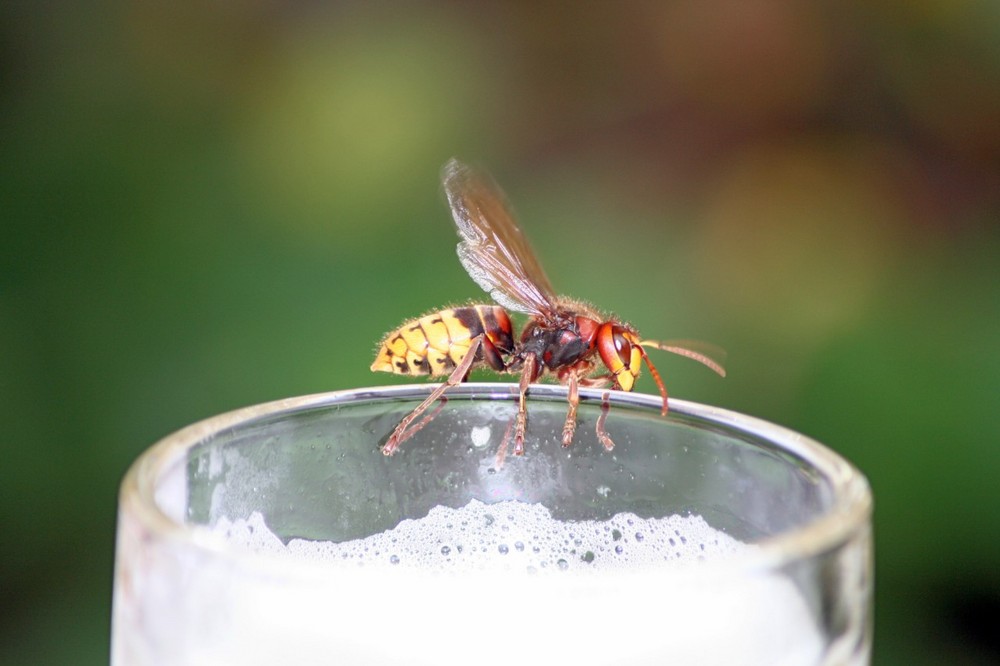 Hornisse am Bierglas