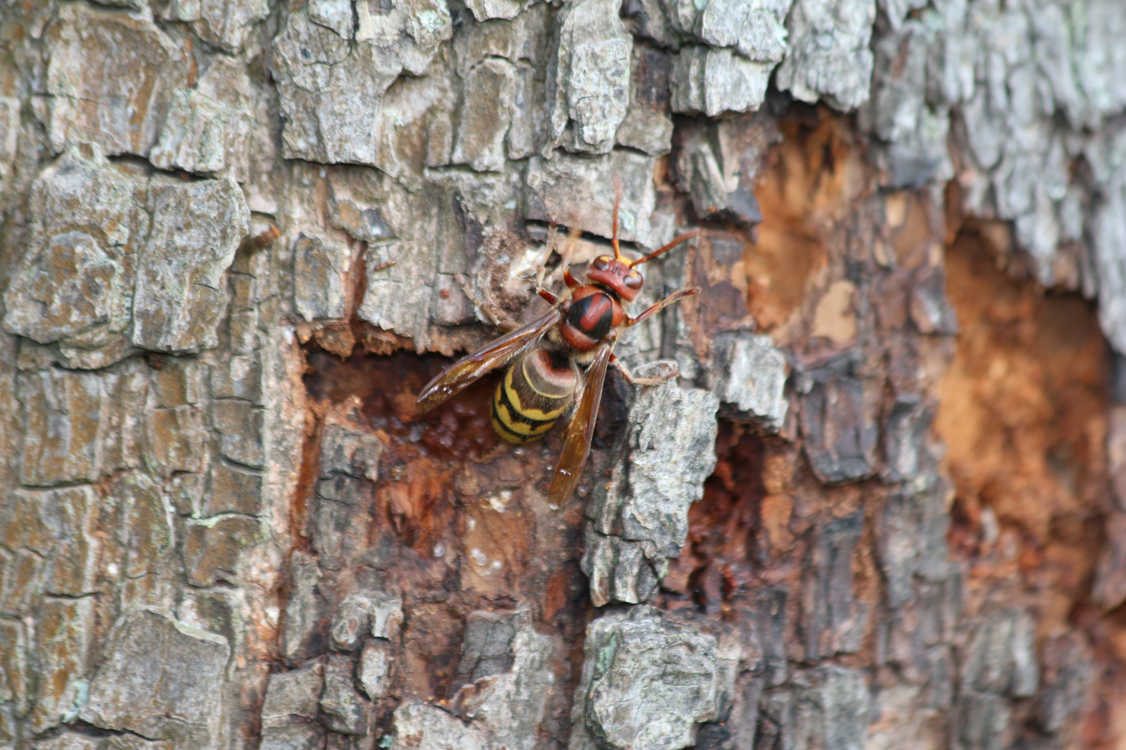 Hornisse am Birnenbaum