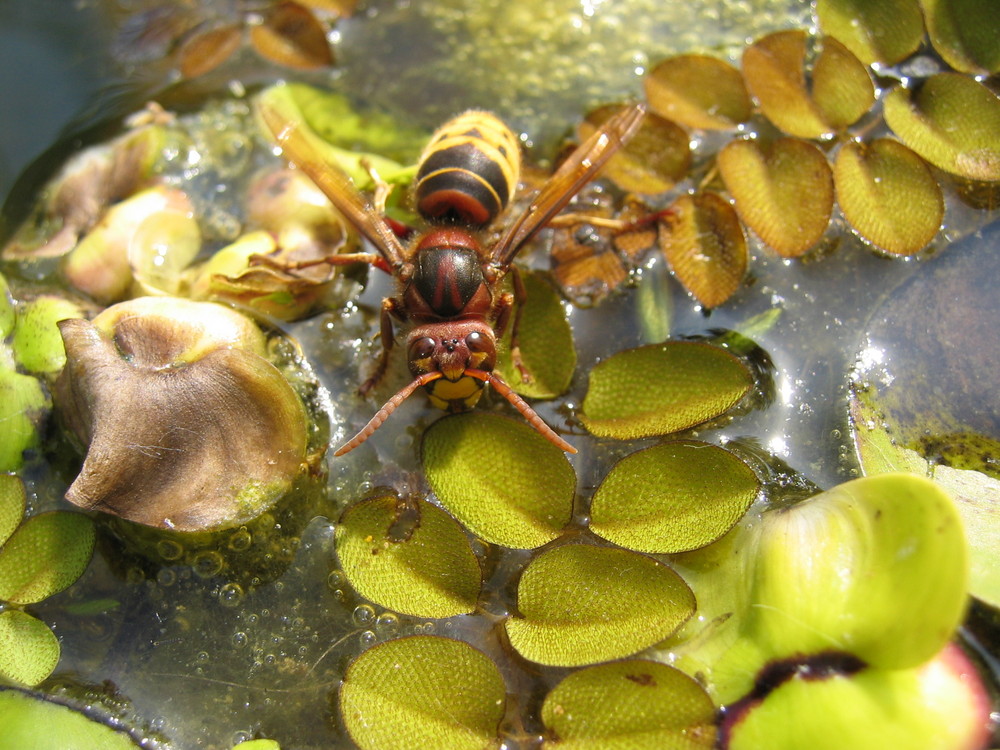 Hornisse am Wasser