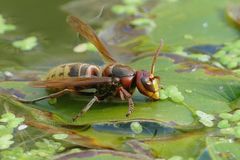 Hornisse am Wasserloch