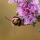 Hornisse, Arbeiterin, Vespa crabro im Herbst