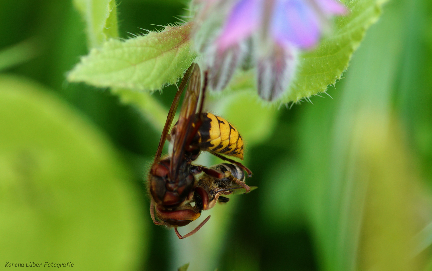 Hornisse attackiert Biene