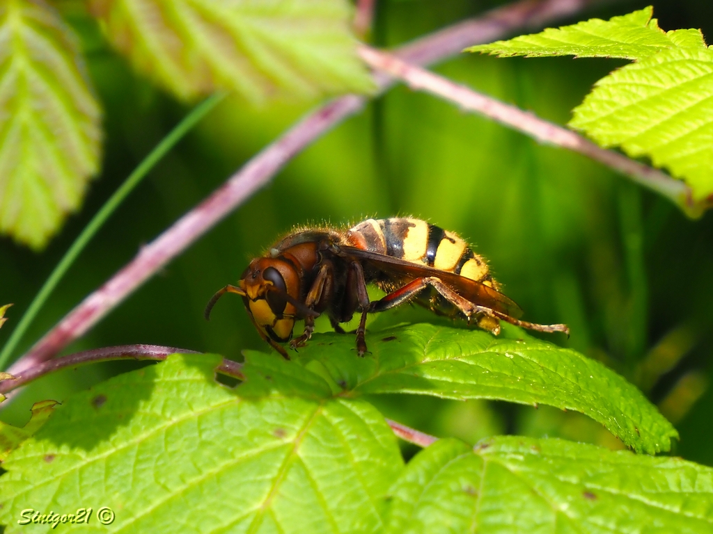 Hornisse auf dem Blatt