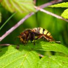 Hornisse auf dem Blatt