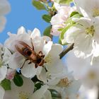 Hornisse auf einer Apfelblüte