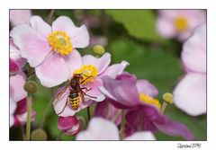 Hornisse auf einer Blüte....