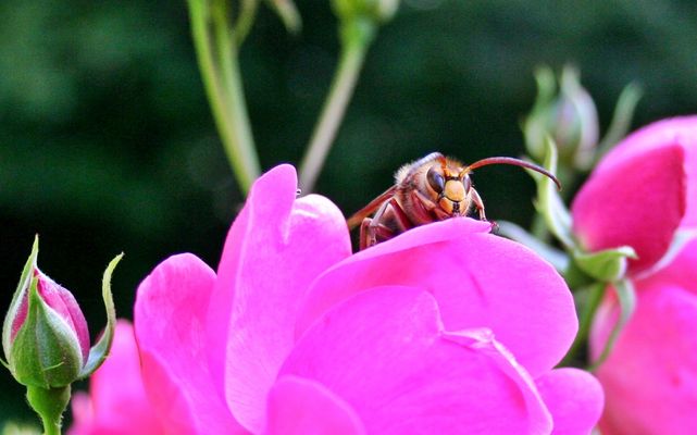 Hornisse auf Rose