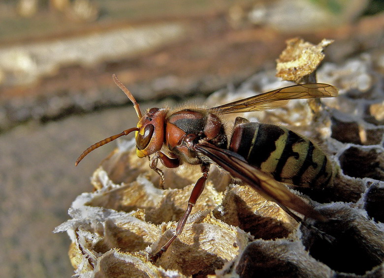 Hornisse auf Tuchfühlung