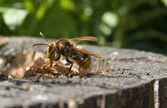 Hornisse bei der Nestmaterialbeschaffung