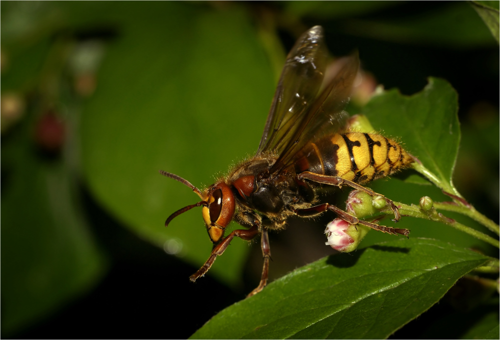 Hornisse beim Abflug