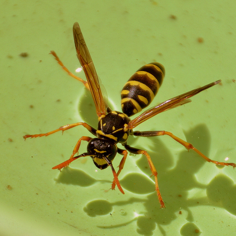 hornisse beim baden