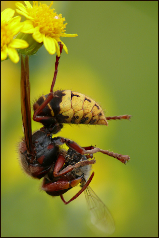 Hornisse beim Bienenfang