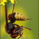 Hornisse beim Bienenfang