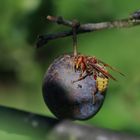 Hornisse beim Frühstück