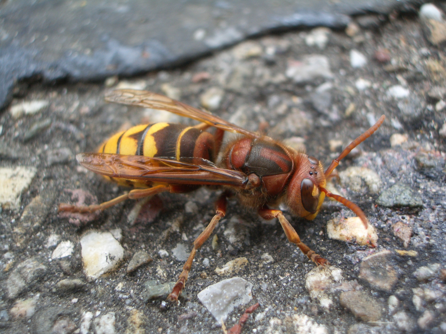 Hornisse beim Mittagessen