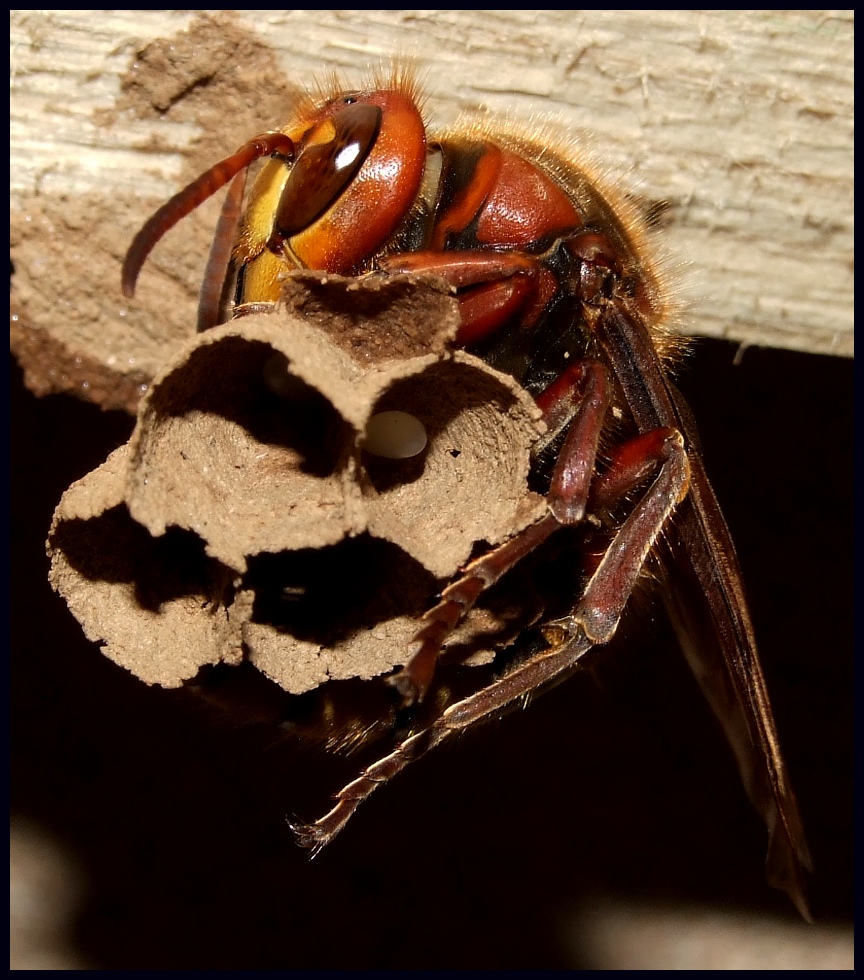 Hornisse beim Nestbau II