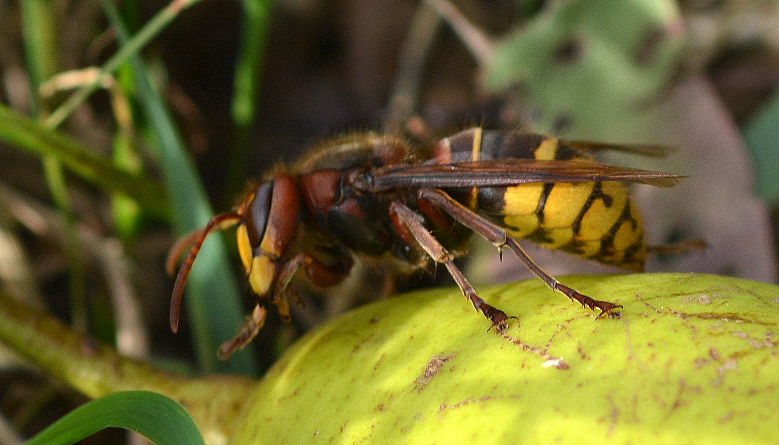 hornisse beim speisen