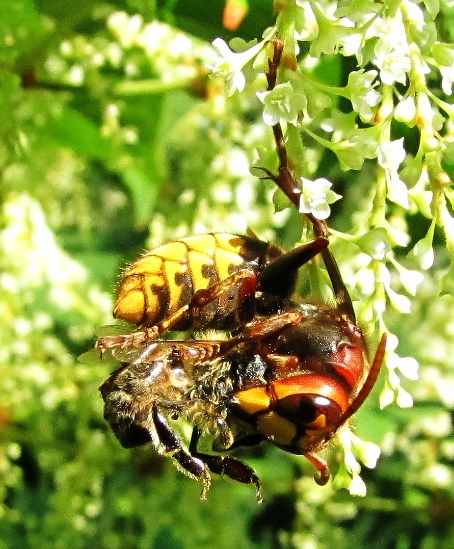 Hornisse beim Verzehr einer Biene