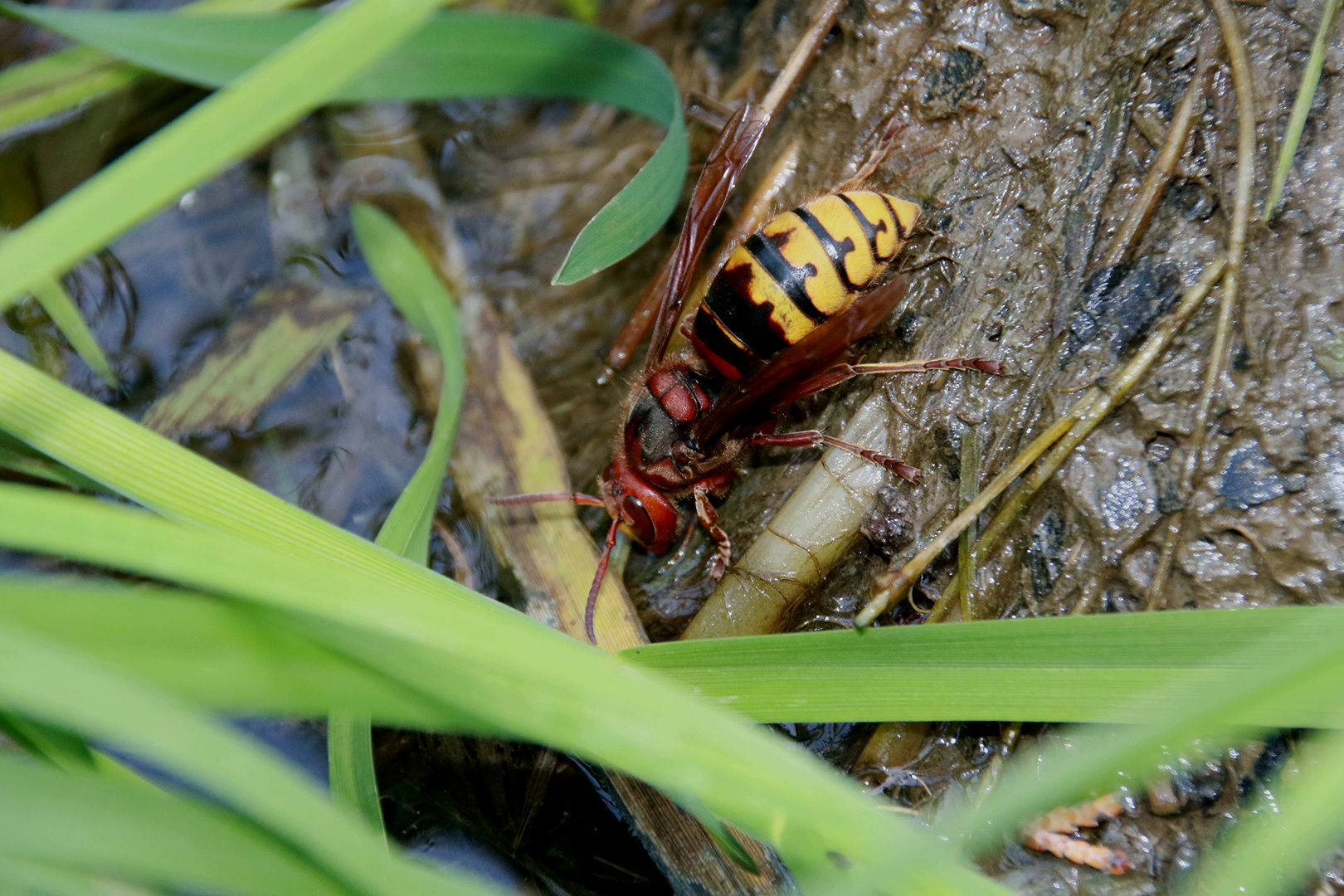 Hornisse beim Wasserfassen