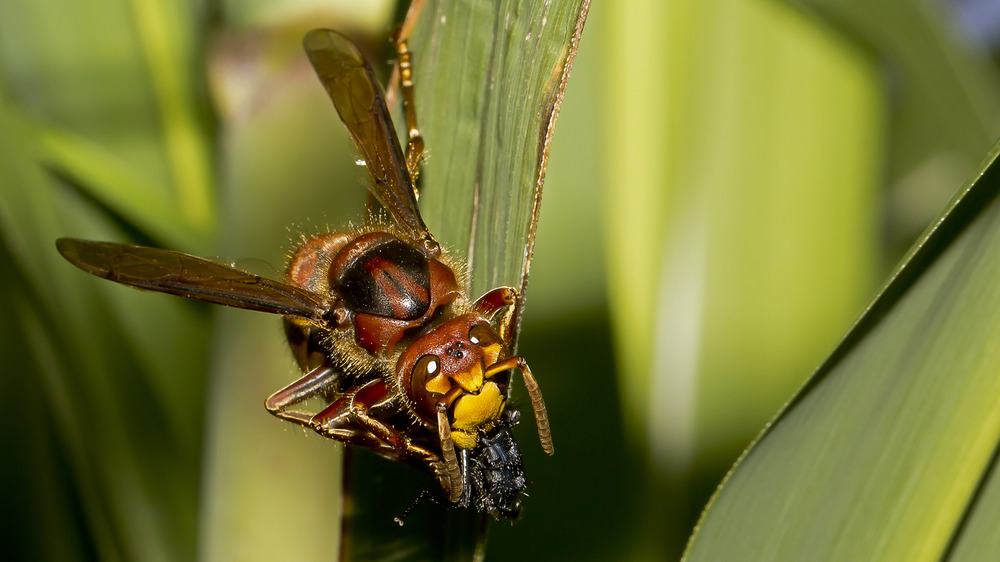 Hornisse Bild  2  Fliege fast verspeist