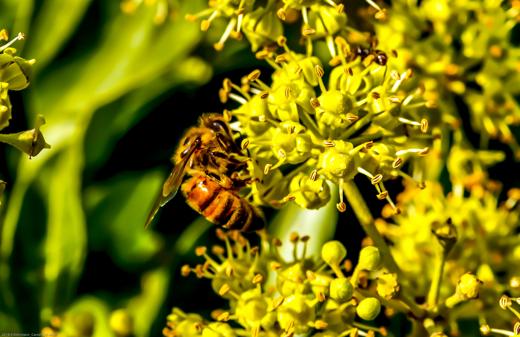 Hornisse / Botanischer Garten / Bremen