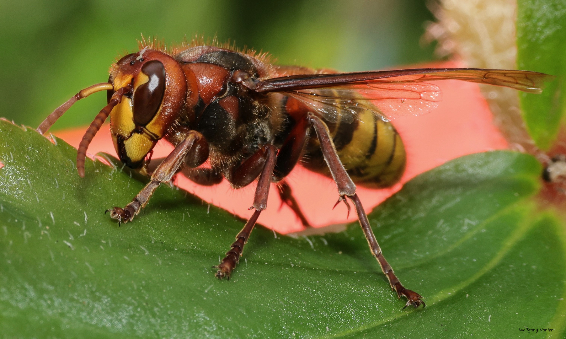 Hornisse Foto & Bild nah & makro, tiere, wildlife Bilder auf