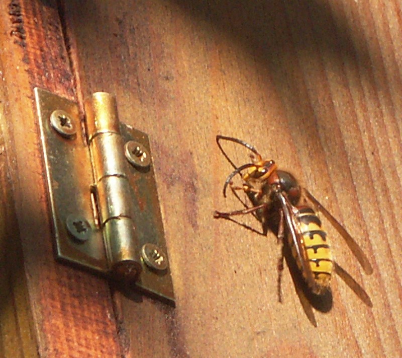 Hornisse Drohn Größenvergleich