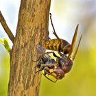 Hornisse erlegt Fleischfliege