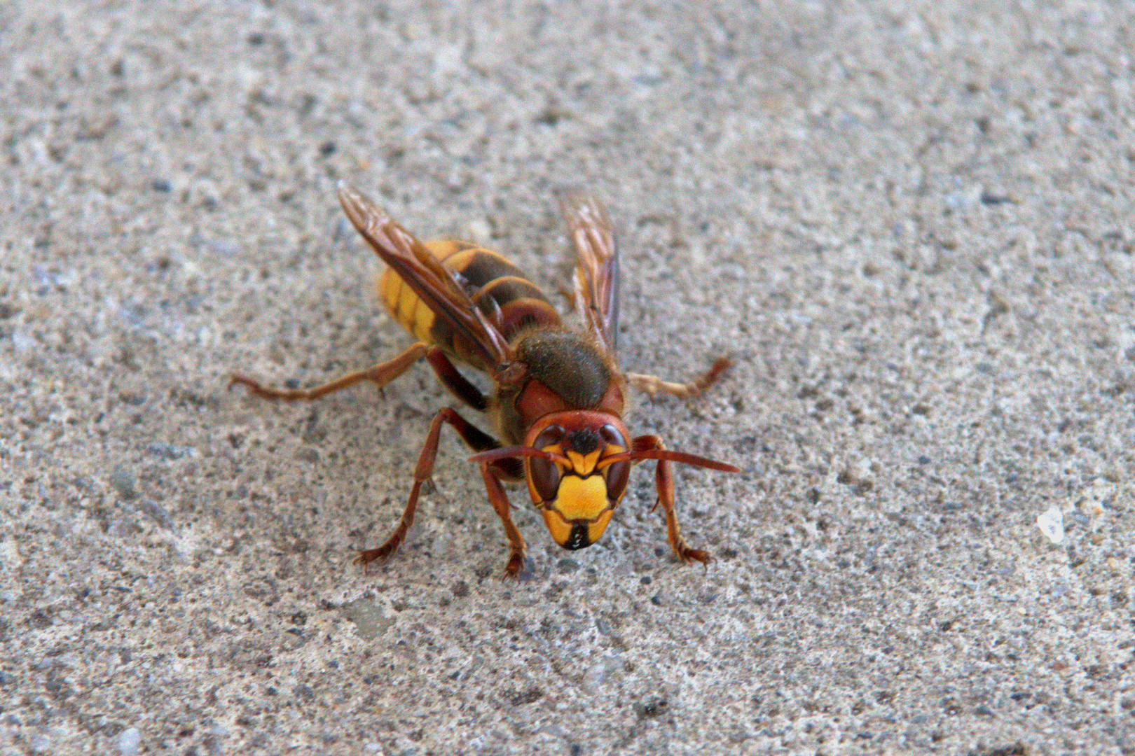 Hornisse (European hornet)