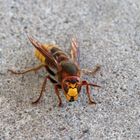 Hornisse (European hornet)